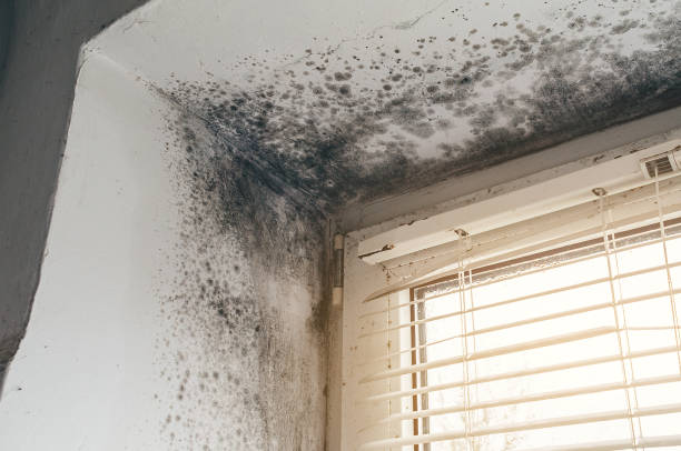 Affordable Basement Mold Removal solutions in Secaucus, NJ